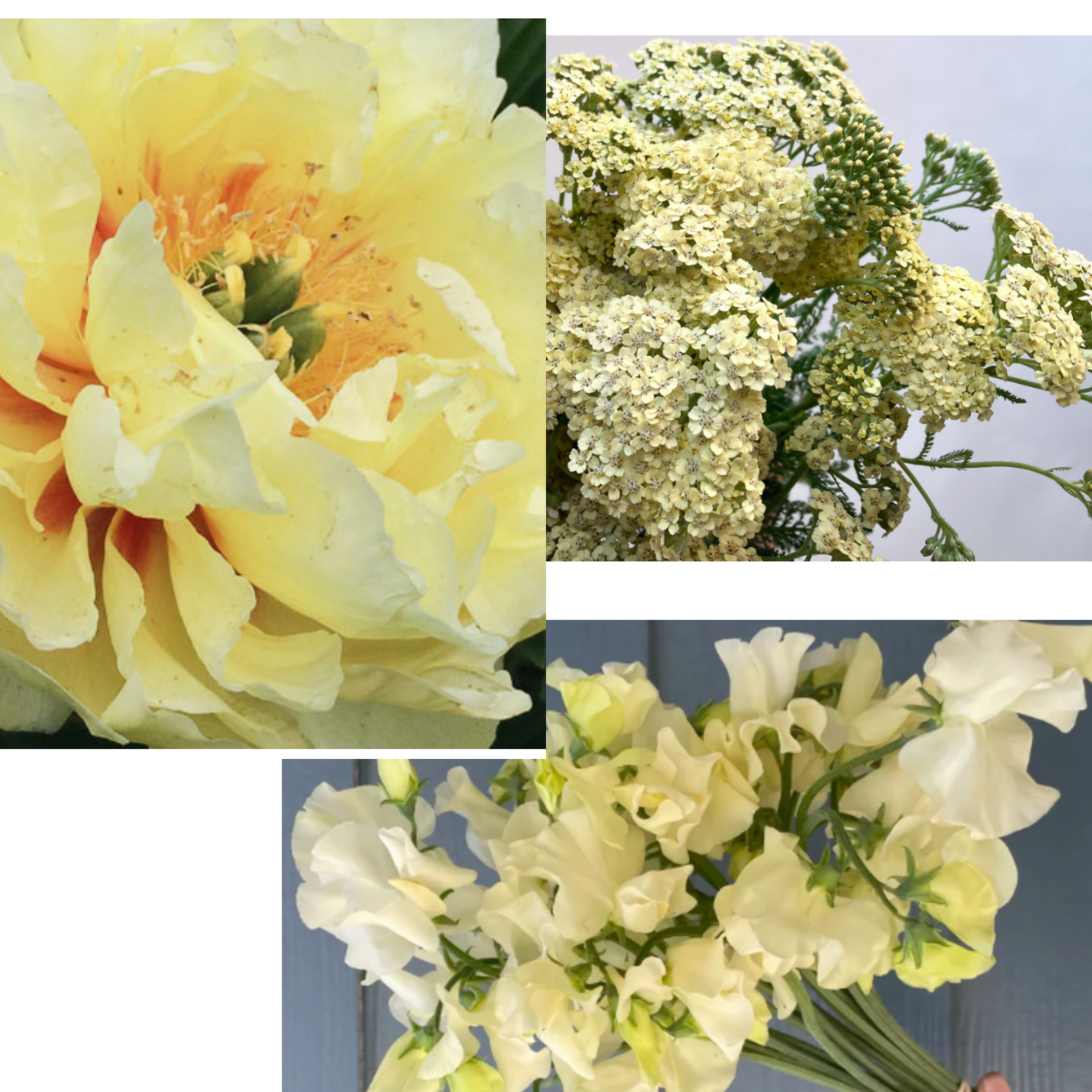 Signature Yellow